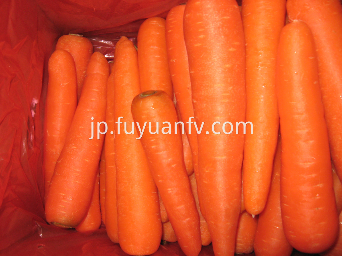 fresh carrot 